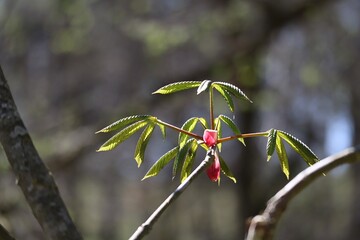 Green leaves with red flowers