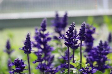 Fototapeta premium lavender flowers in the garden