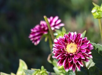 Obraz premium yellow and purple flowers in the garden