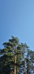 Tall pine trees reaching towards a clear blue sky  