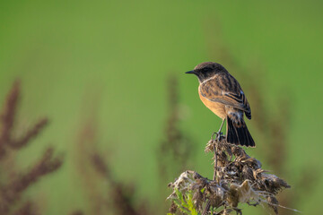 Male Stonechat, Saxicola rubicola, bird singing