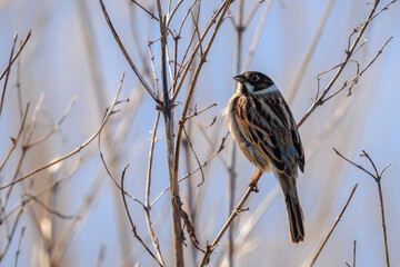 Singing common reed bunting, Emberiza schoeniclus, bird in the reeds on a windy day