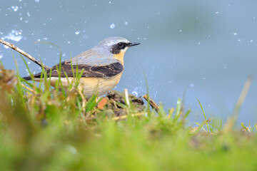 Northern wheatear bird male, Oenanthe oenanthe, foraging in a field of grass