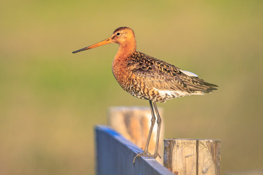 Black-tailed godwit Limosa Limosa foraging in a green meadow