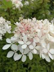 Blooming pink and white Hydrangea paniculata Tardiva branch . Flower background