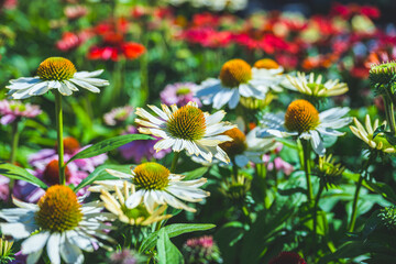 Closeup of white coneflowers blooming in summer garden.