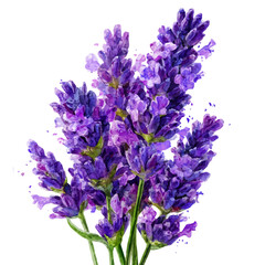 Naklejka premium Lavender Flower, watercolor painting, vector illustration, isolated on a white background.