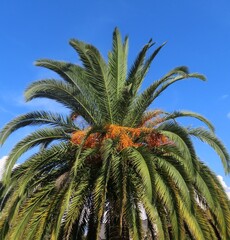 Tropical palm tree on blue sky background in Florida nature