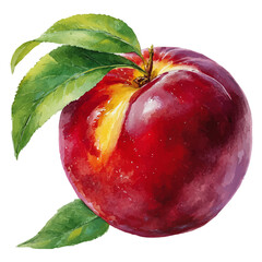 Watercolor vector illustration of Nectarine, isolated on white background.