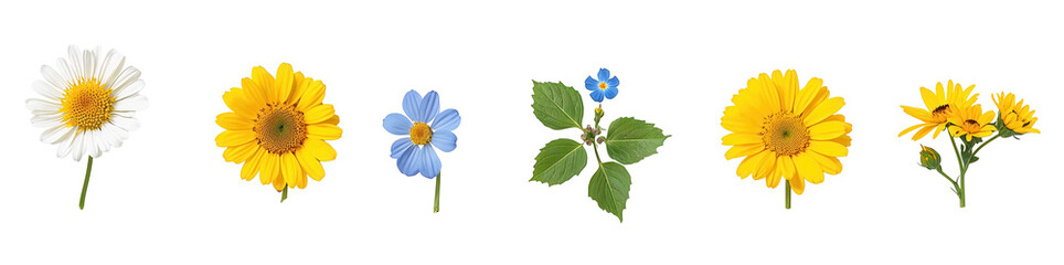 Obraz premium Isolated display of various flower species, their petals spread and colors bright against transparent background