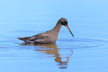 Spotted redshank, tringa erythropus, foraging in shallow water