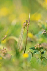 Abstract nature Enallagma cyathigerum, common blue damselfly, common bluet, or northern bluet