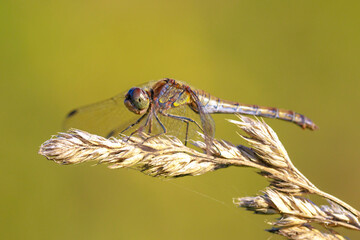 Common Darter Sympetrum striolatum male