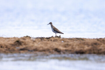 A pectoral sandpiper, Calidris melanotos, foraging
