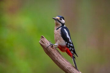 Closeup of a great spotted woodpecker, Dendrocopos major, perched in a forest