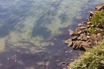Rocky shoreline with clear shallow water and coastal plants