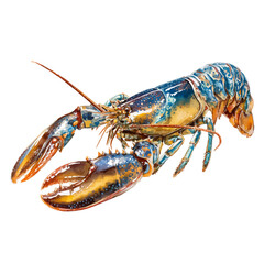 Watercolor vector illustration of Lobster Thermidor, isolated on white background.