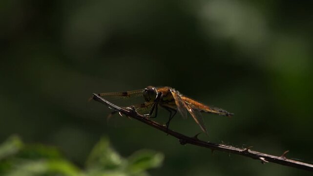 A Libellula quadrimaculata, known in Europe as the four-spotted chaser and in North America as the four-spotted skimmer sitting on a branch
