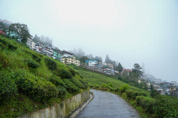 Obraz premium Darjeeling tea garden.
