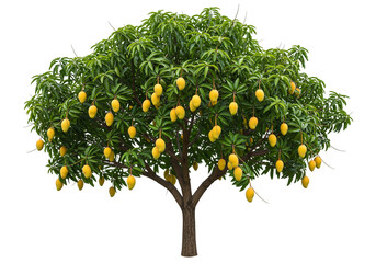Ripe yellow mangoes on tree branches isolated on a transparent background