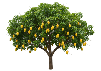 Ripe yellow mangoes on tree branches isolated on a transparent background