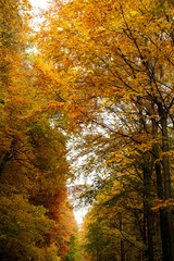 Obraz premium Vibrant Hues of the Autumn Forest