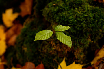 
A young shoot of European beech on a mossy stump among autumn leaves.