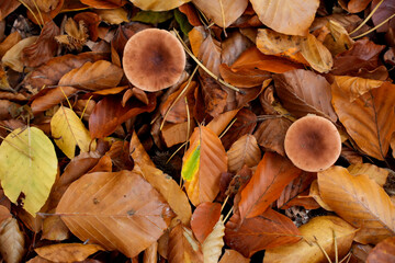 Mushrooms among yellow-red autumn leaves