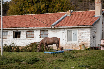 Brown horse grazing on a grassy patch outside an old, weathered white brick stable with a bright red tiled roof in a rural setting