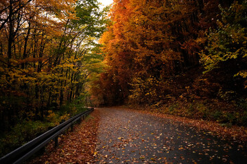 Autumn Road in the Forest