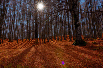 The forest in autumn