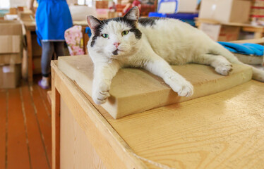 A cat that lives in a match factory.