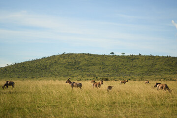 Topi antelopes in Masai Mara National Park