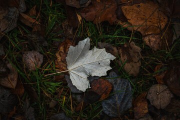 Single pale leaf among dark fallen autumn foliage, contrasting natural composition with green grass