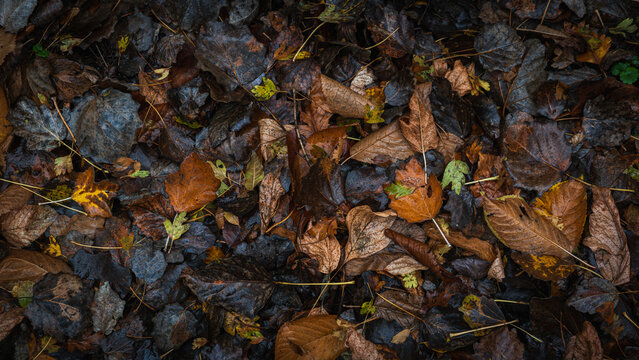 Wet fallen autumn leaves in various colors creating natural forest floor pattern, close-up seasonal texture