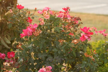Pink Flower Bush with Amber Light outside