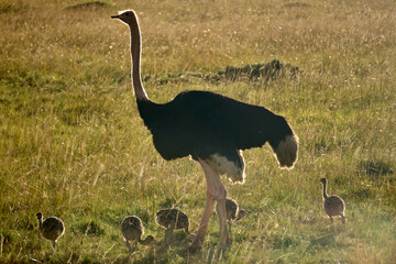 Fototapeta premium Ostrich family at Masai Mara National Park