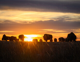 Bison in Kansas at sunset