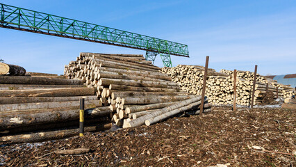 Warehouse of wood for making matches.
