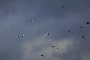 Flock of seagulls flying under a dramatic stormy sky