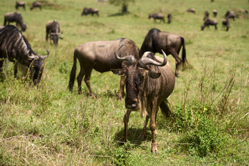 Wildebeest at Masair Mara National Park