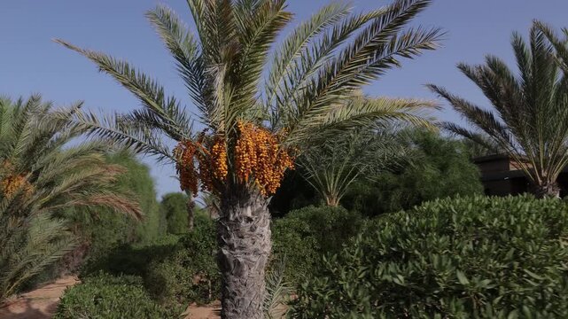 palm trees against blue sky