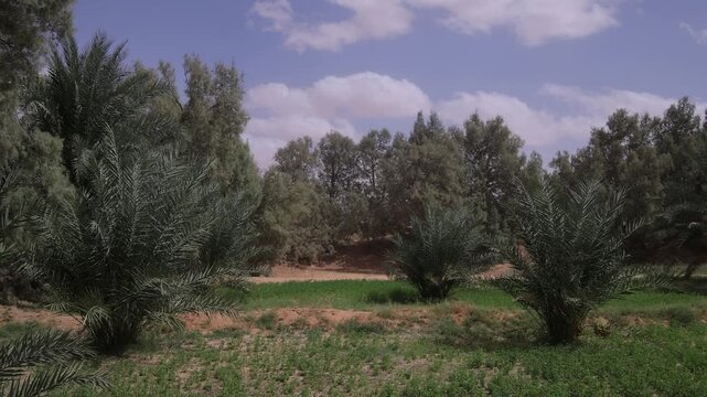 Desert oasis with palm trees 