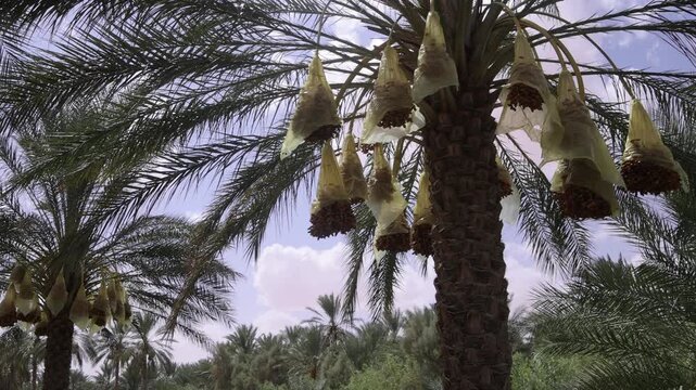 Dates plantation almost ready to harvest 