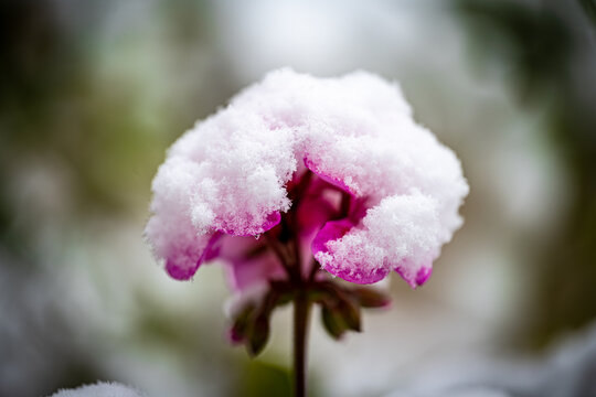 Pink flower covered in fresh snow during early winter frost