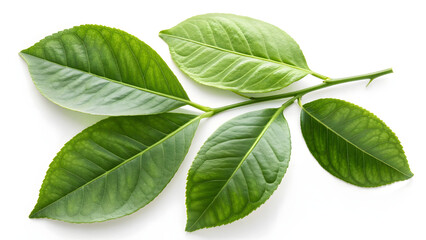 Obraz premium A cluster of fresh lemon leaves—lustrous, deep emerald green with translucent veins—floats gracefully against a seamless, pristine white backdrop