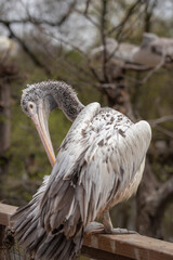 Vertical Portrait of Spot-Billed Pelican in Zoological Garden. Beautiful Bird in Zoo. Shallow Depth of Field of Pelecanus Philippensis.