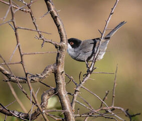 Out on a morning photo hunt, observing stonechats, warblers, chiffchaffs, goldfinches...