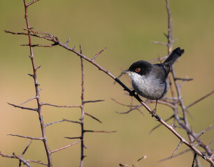 Out on a morning photo hunt, observing stonechats, warblers, chiffchaffs, goldfinches...