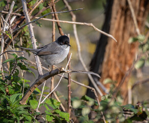 Out on a morning photo hunt, observing stonechats, warblers, chiffchaffs, goldfinches...